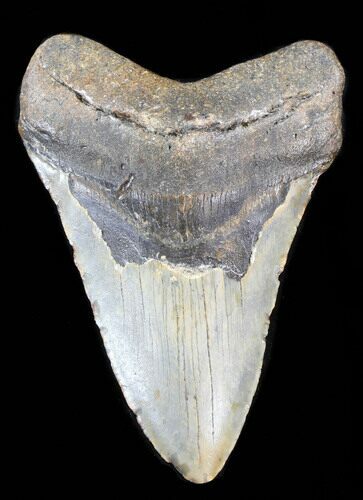 Bargain Megalodon Tooth - North Carolina #38691